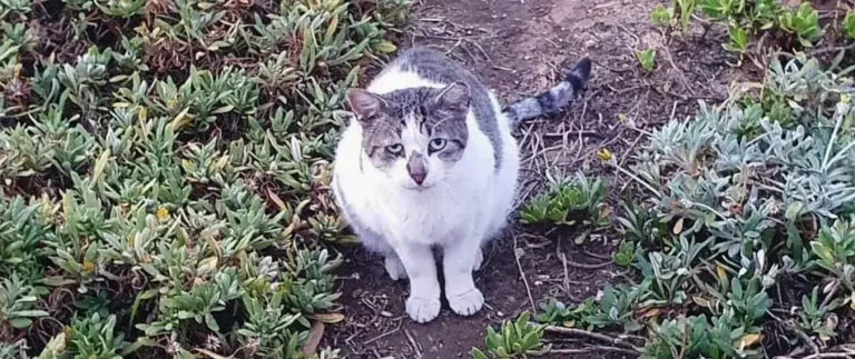 Glutsy (Rescued)
