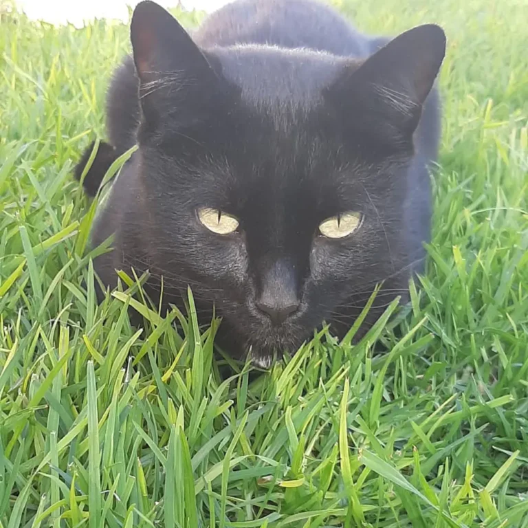 Hissy Missy