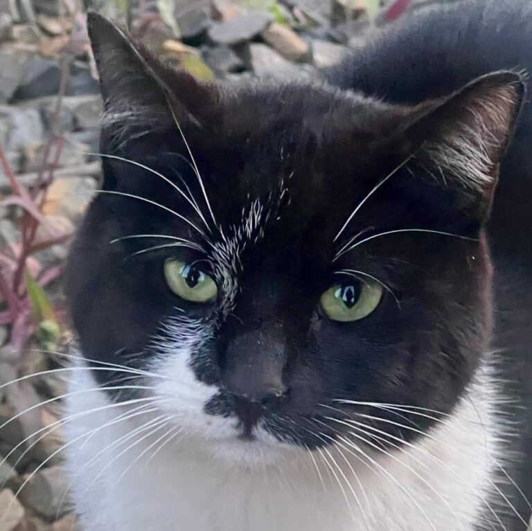 Oreo (Missing)