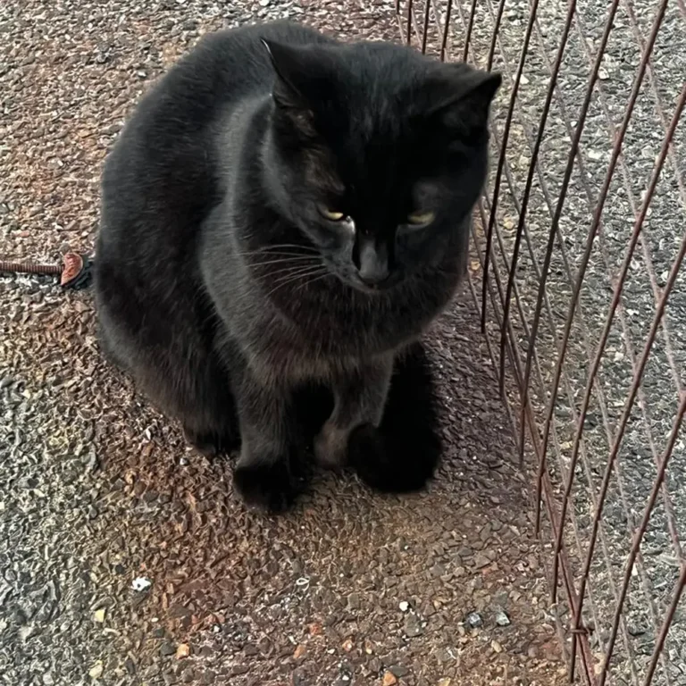 Raven (Rescued)