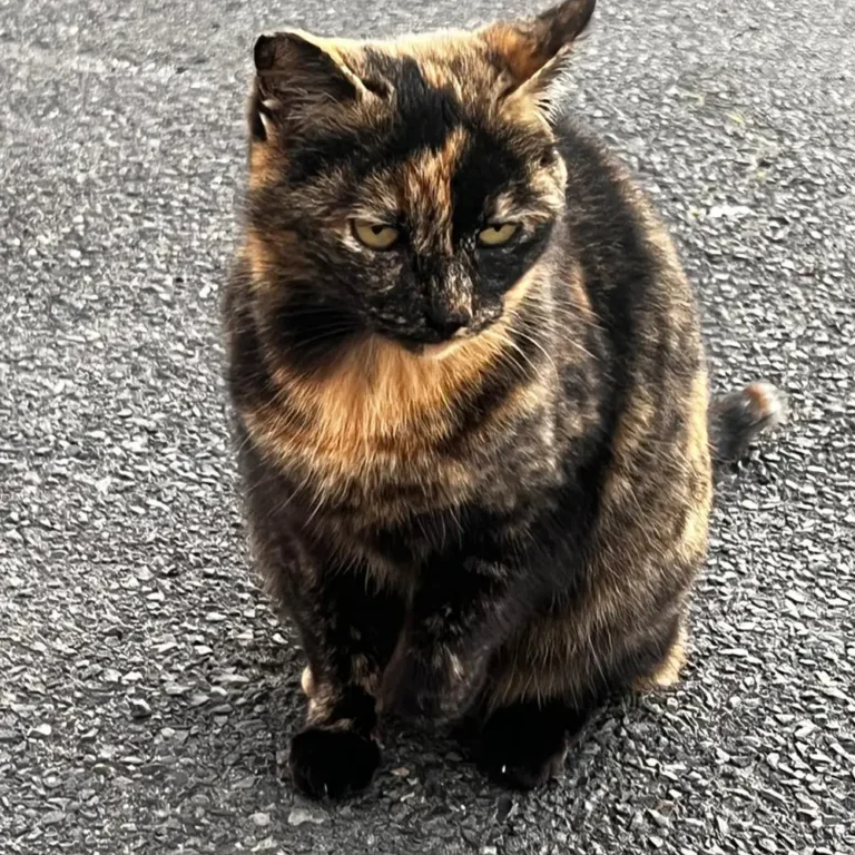 Ruby (Rescued)