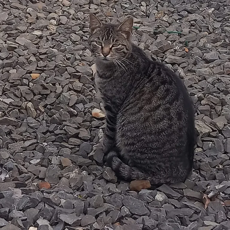 Tabitha (Missing)
