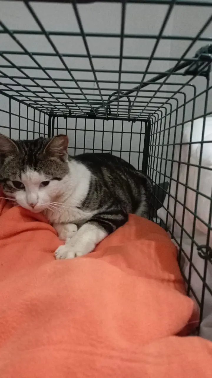 Finn (Rescued)