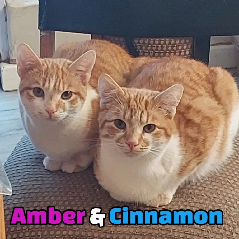 Amber & Cinnamon