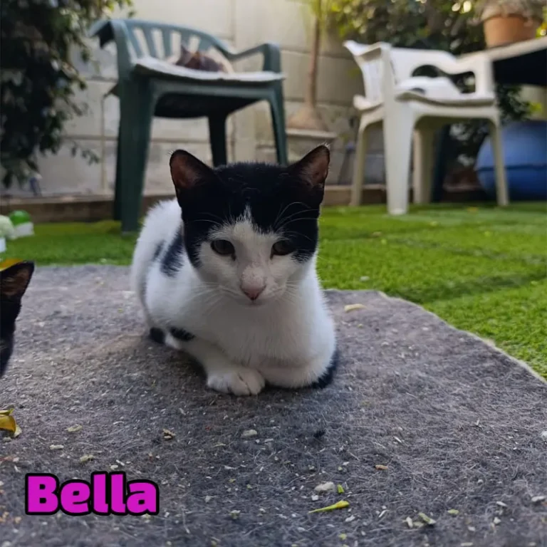 Bella