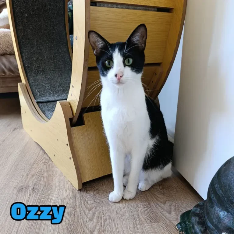 Ozzy