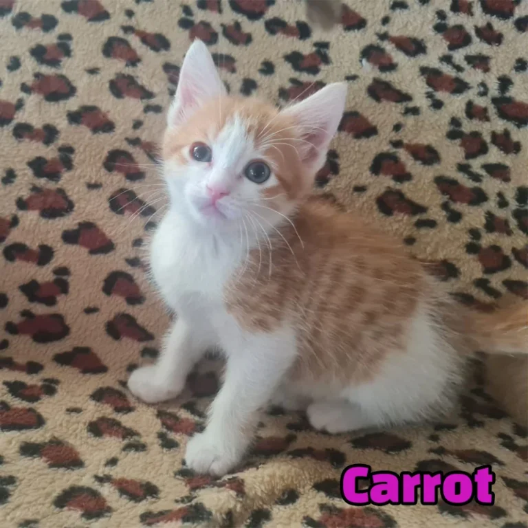 Carrot