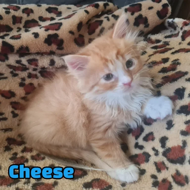 Cheese