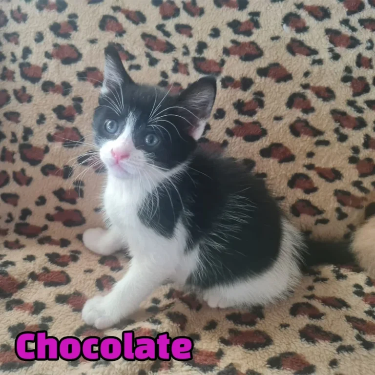 Chocolate