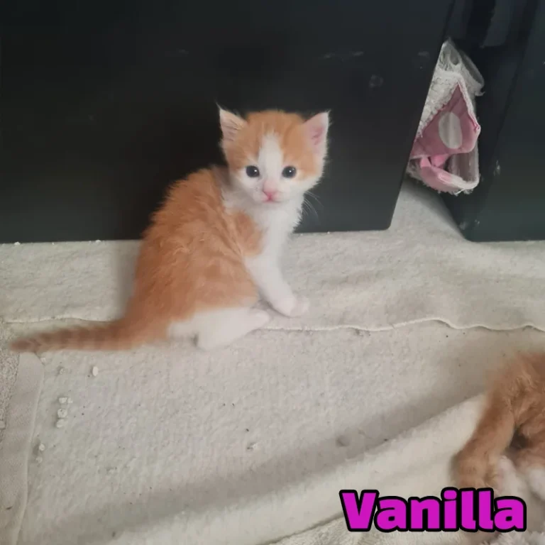 Vanilla