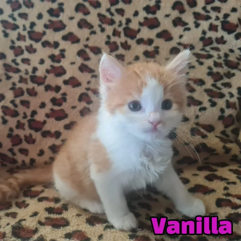Vanilla