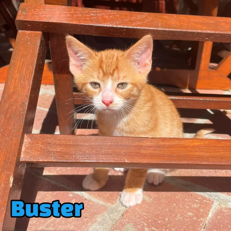Buster