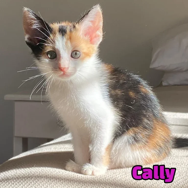 Cally