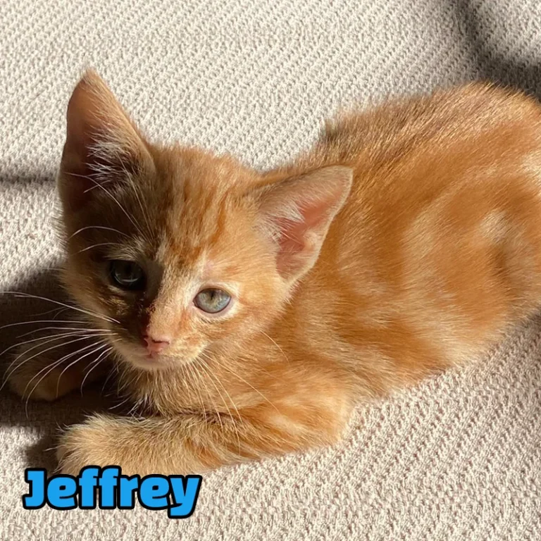 Jeffrey