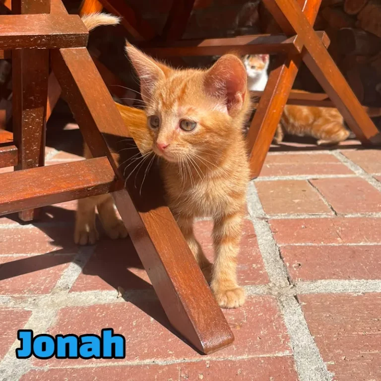 Jonah