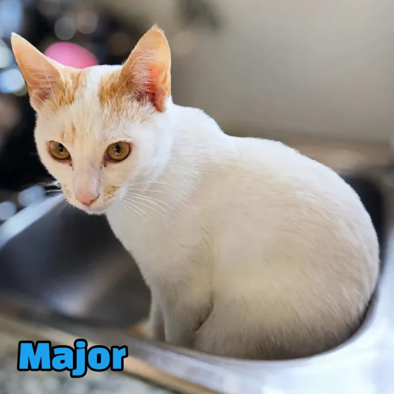 Major